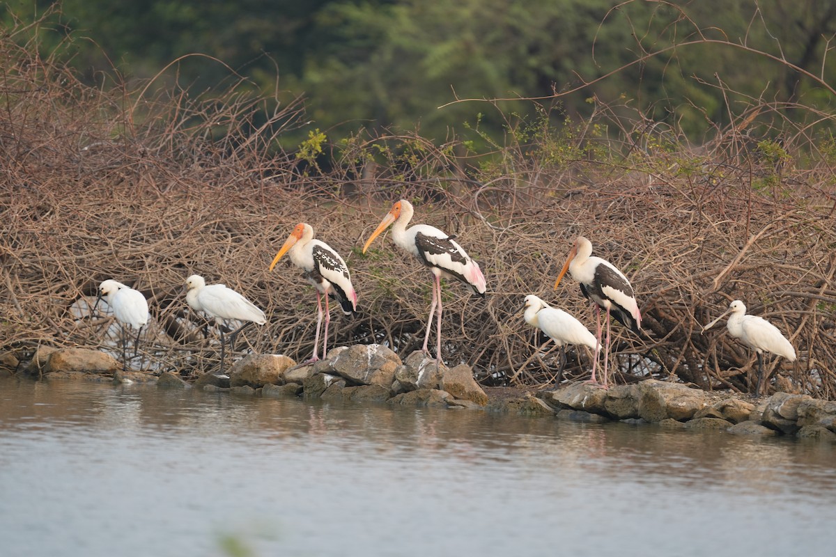 Painted Stork - ML611185065