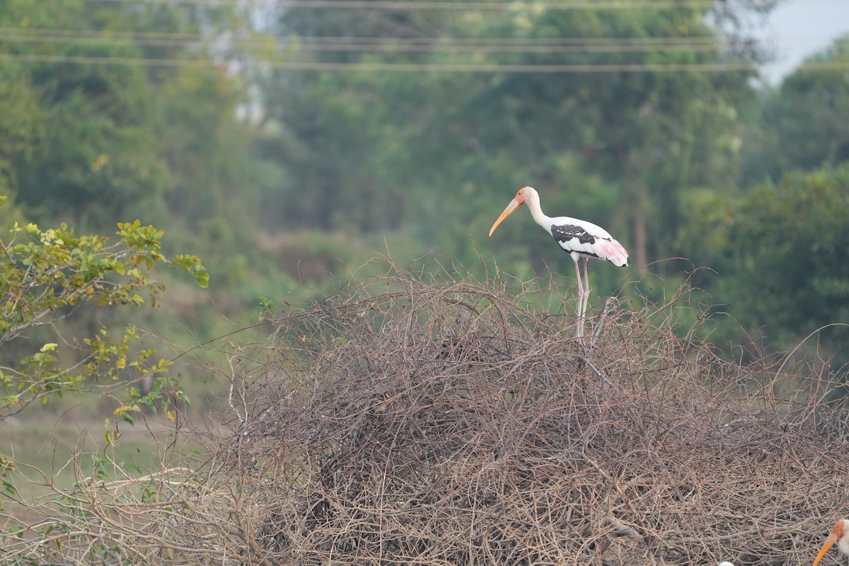 Painted Stork - ML611185066