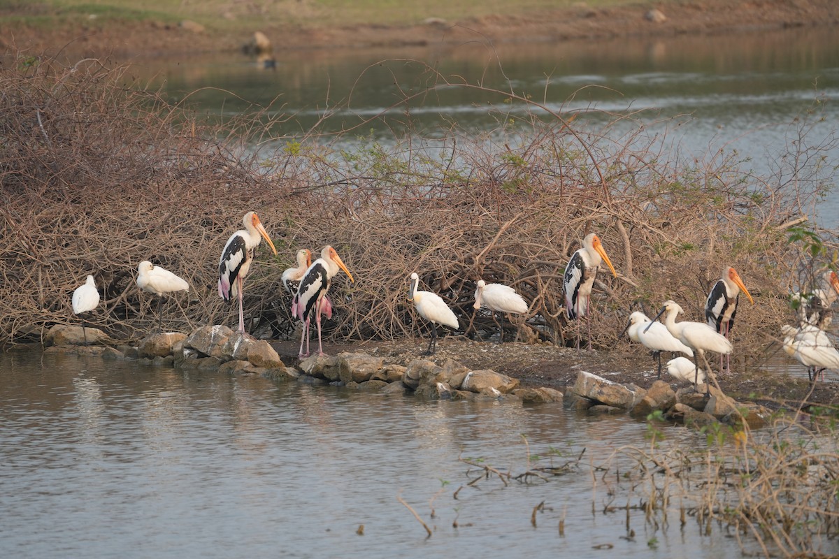 Painted Stork - ML611185067