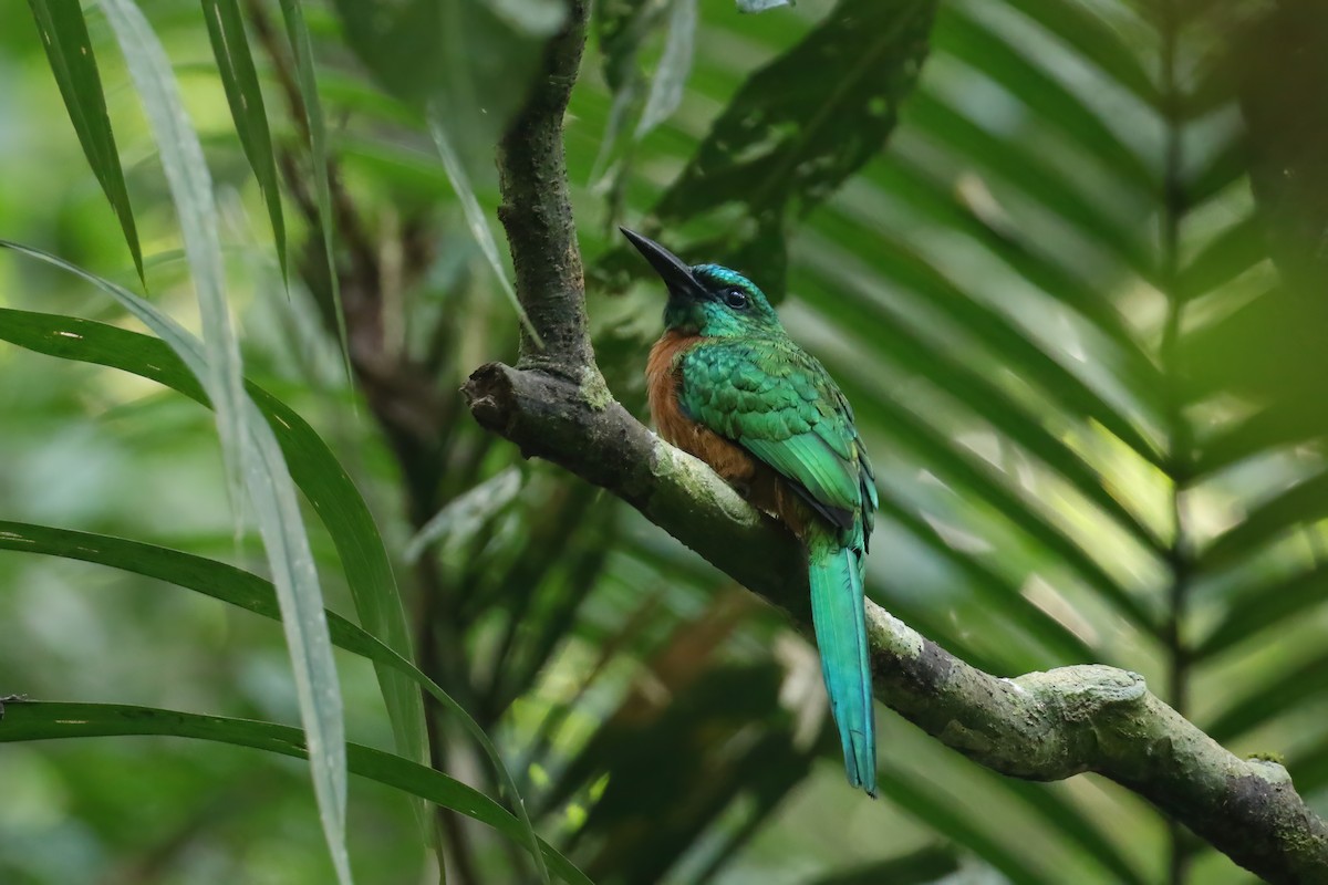 Great Jacamar - ML611185078