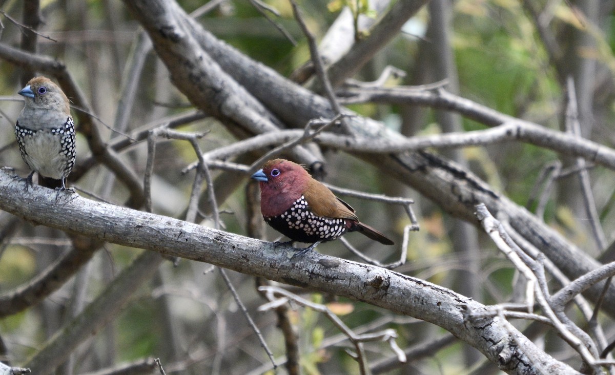 Pink-throated Twinspot - ML611185079