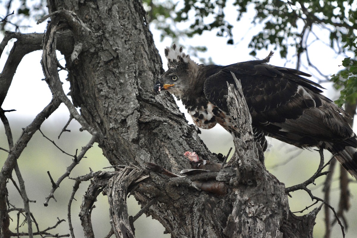 Crowned Eagle - Marc Cronje- Nature Travel Birding