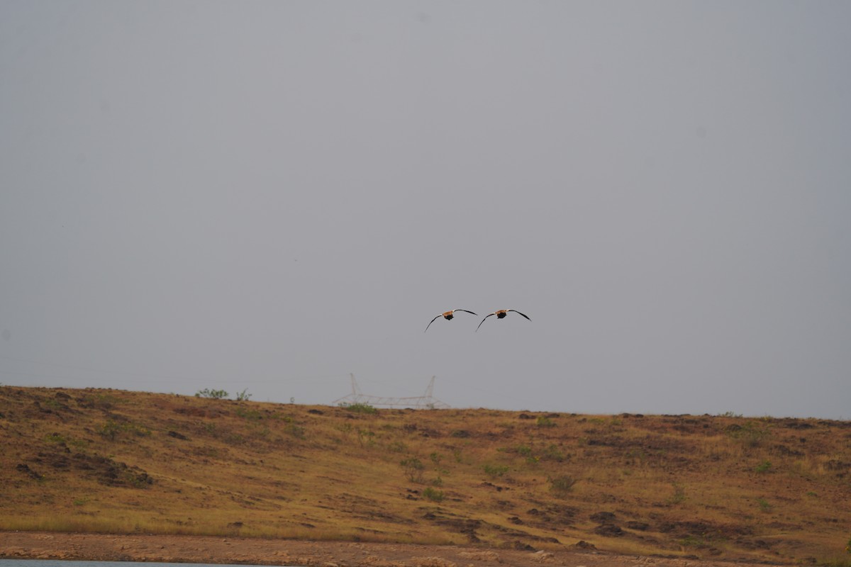 Ruddy Shelduck - ML611185110