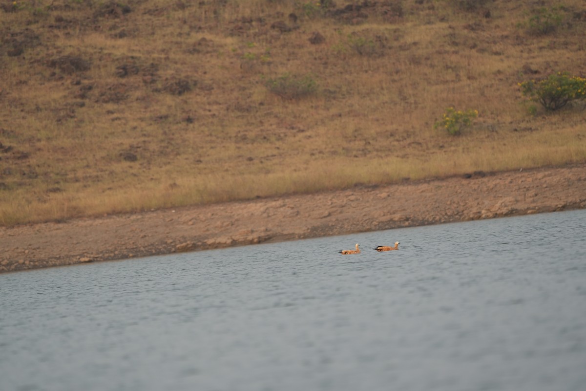 Ruddy Shelduck - ML611185112