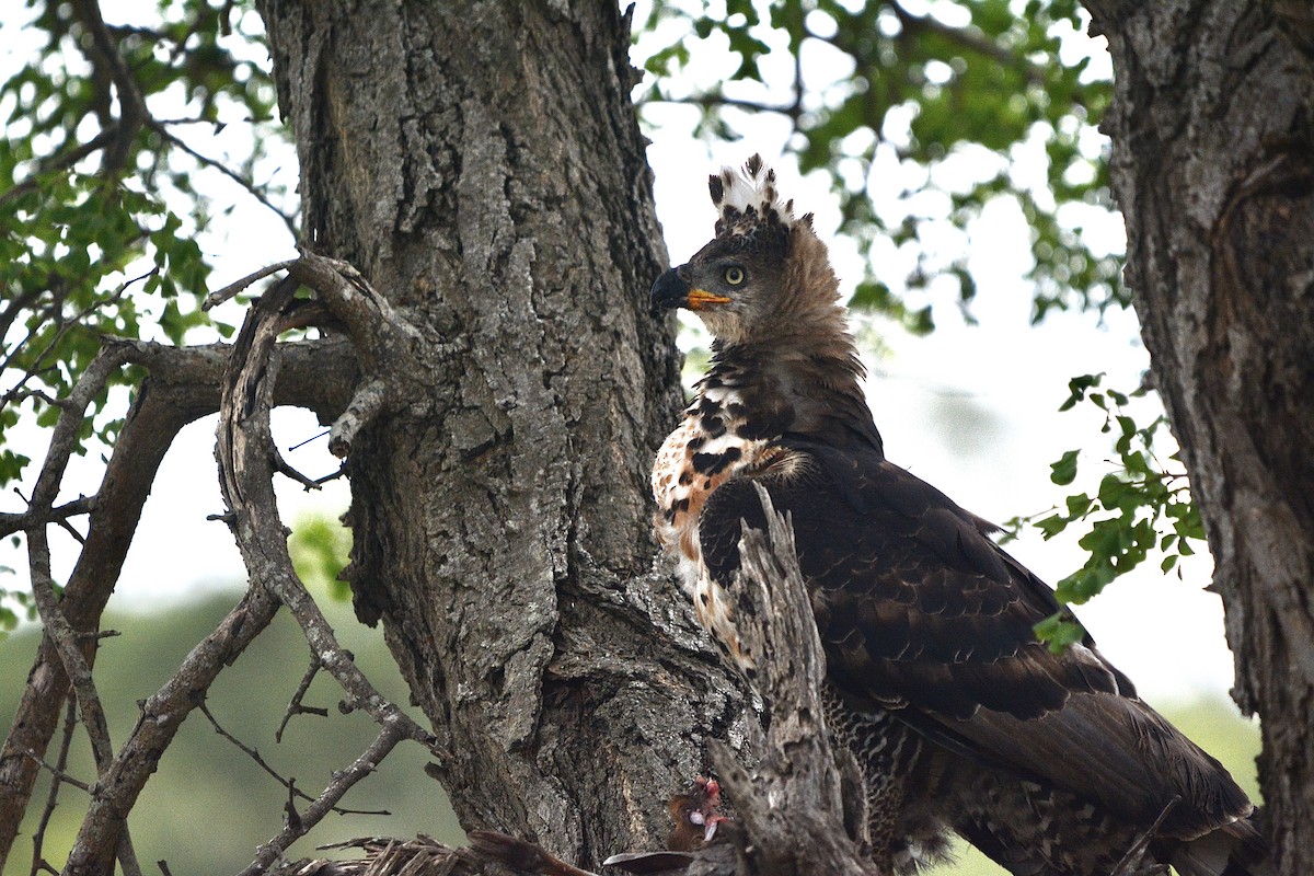 Crowned Eagle - Marc Cronje- Nature Travel Birding