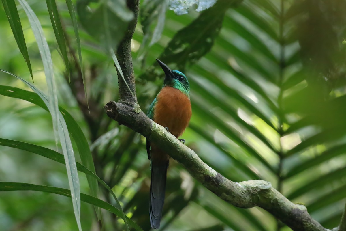 Great Jacamar - ML611185127