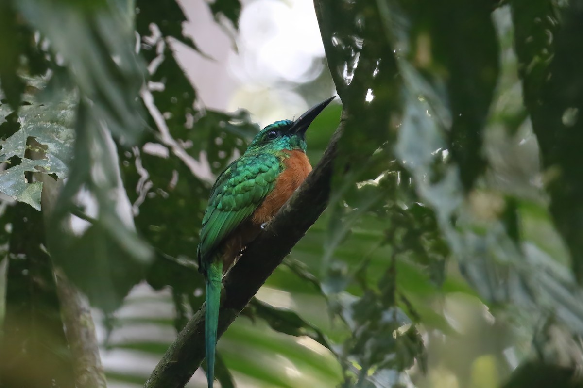 Great Jacamar - ML611185129