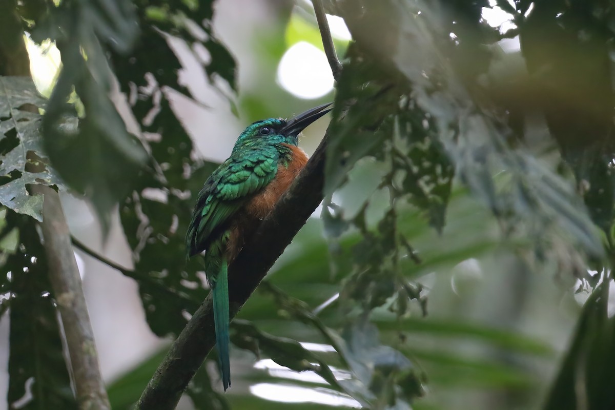 Great Jacamar - ML611185151