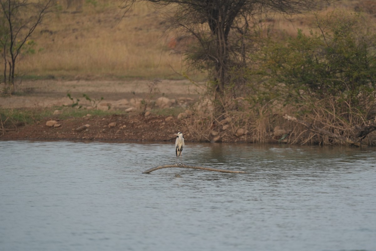 Gray Heron - ML611185191