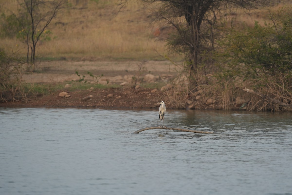 Gray Heron - ML611185193