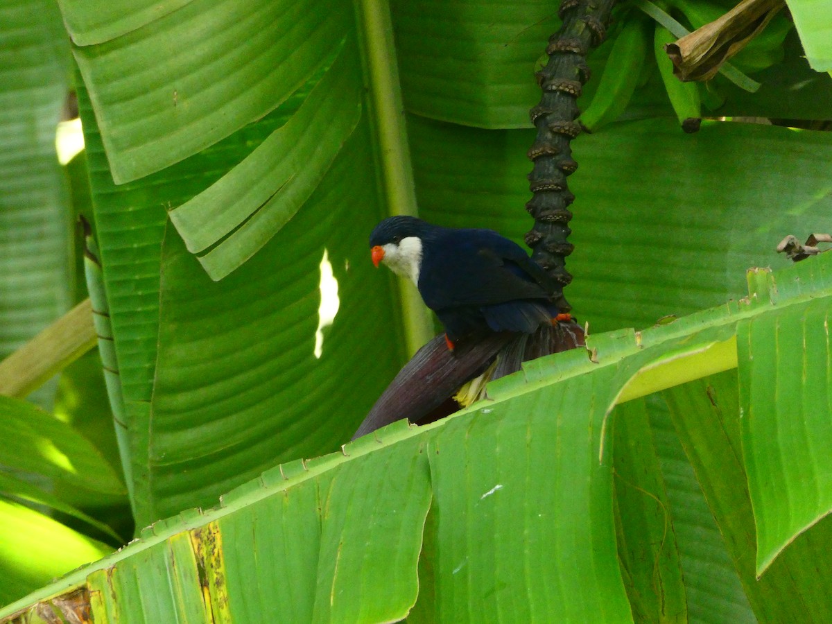 Blue Lorikeet - ML611185202