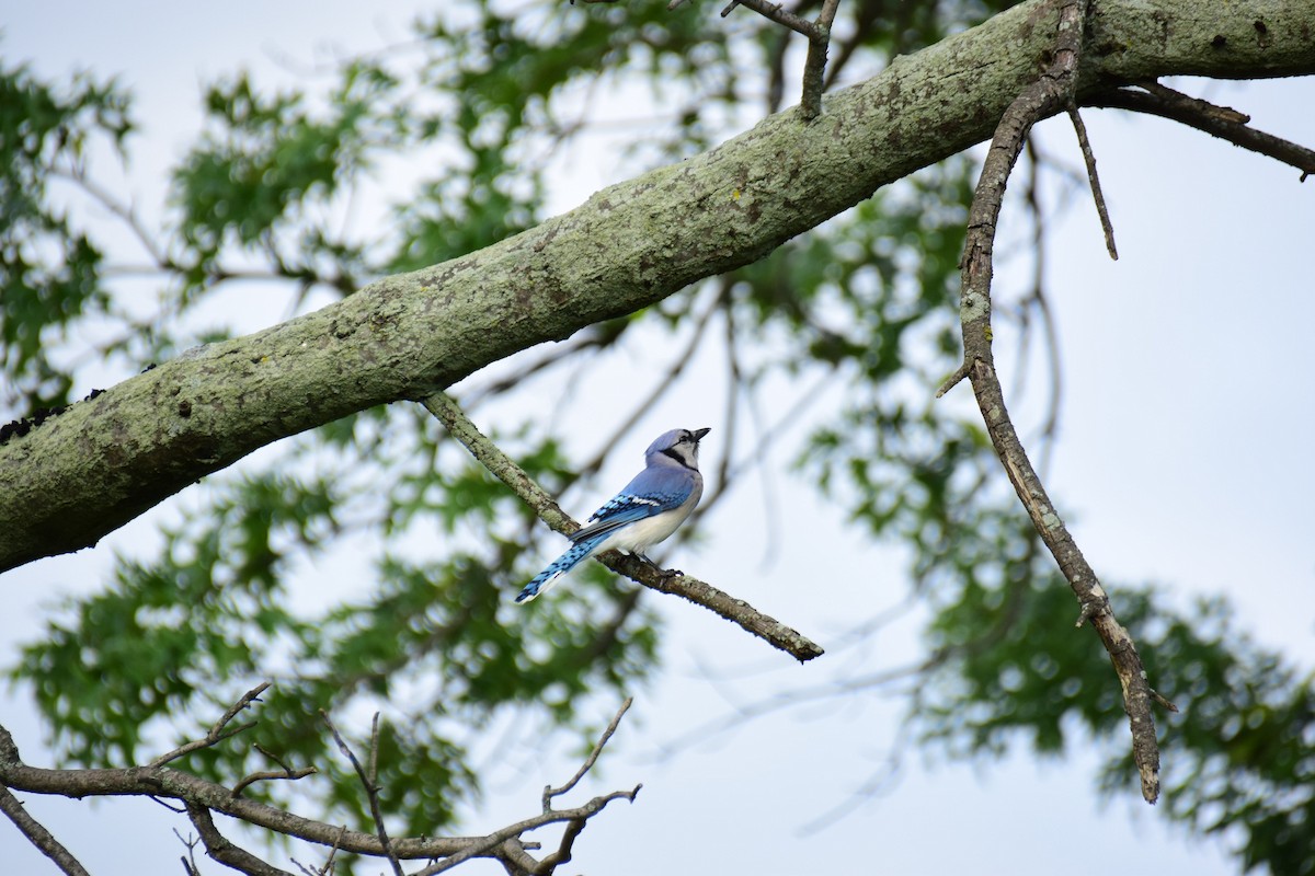 Blue Jay - ML611185210