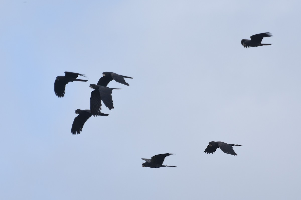 Red-tailed Black-Cockatoo - ML611185212