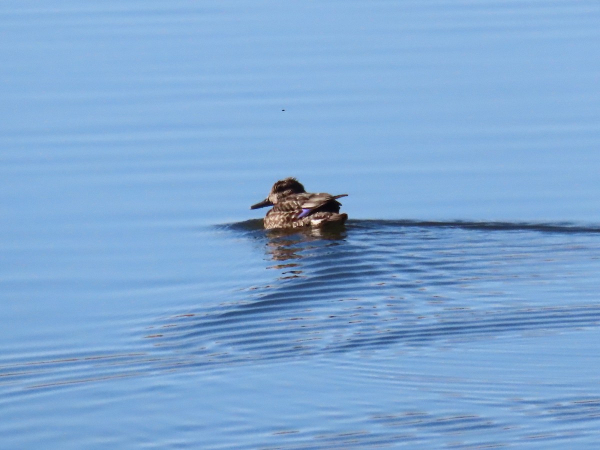 Green-winged Teal - ML611185218