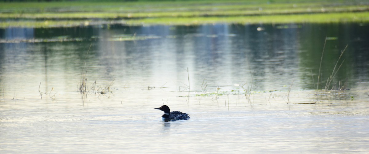 Plongeon huard - ML611185274