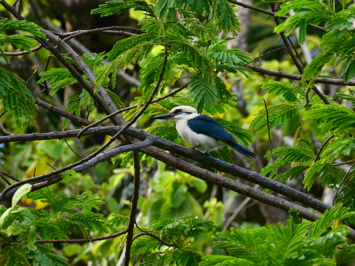 Chattering Kingfisher - ML611185275