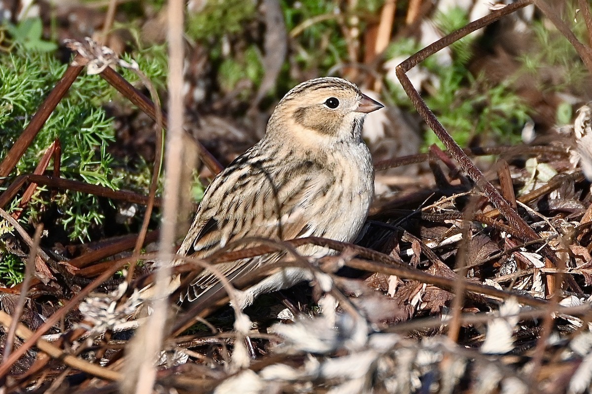 Lapland Longspur - ML611185300