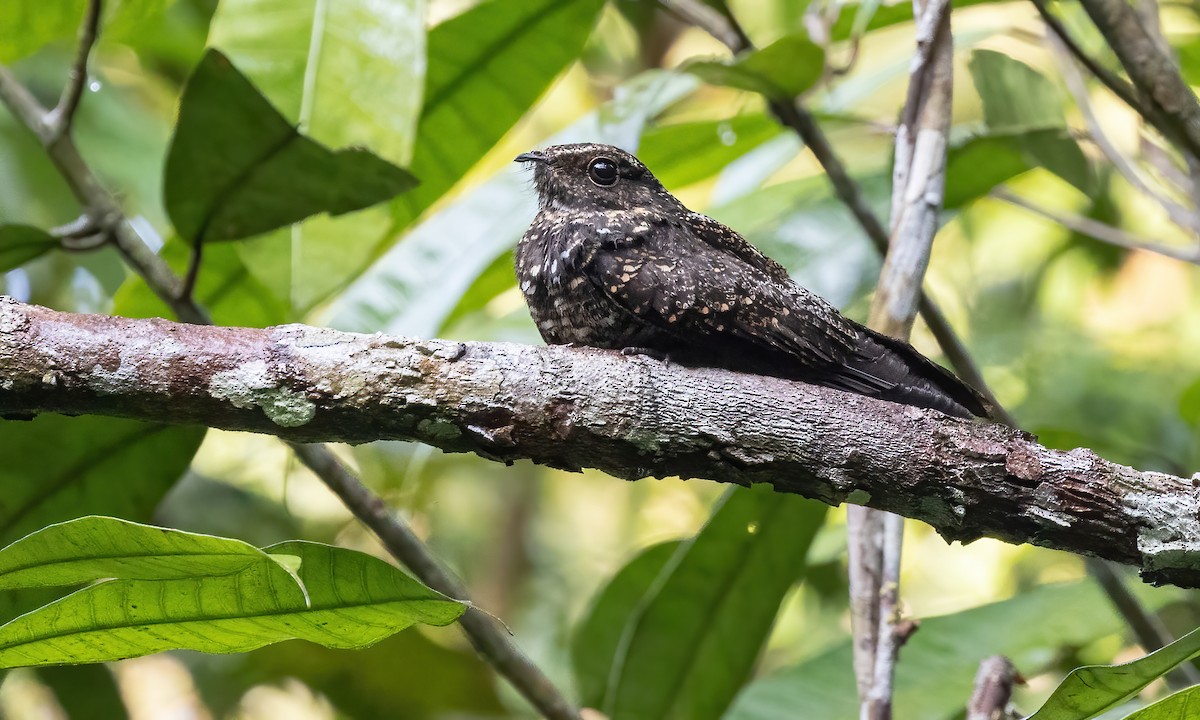 Blackish Nightjar - ML611185347