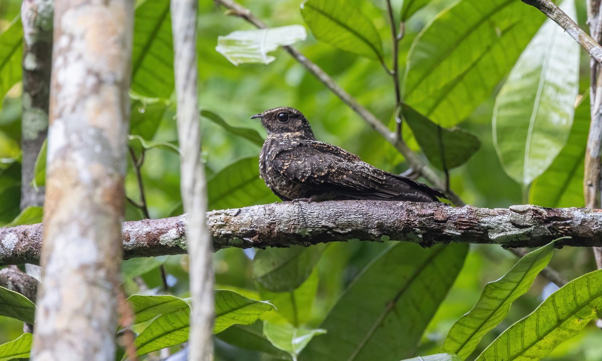 Blackish Nightjar - ML611185351