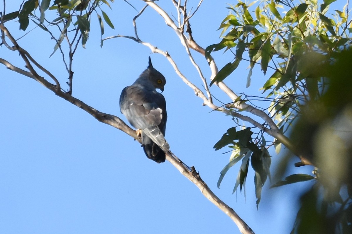 Pacific Baza - ML611185364