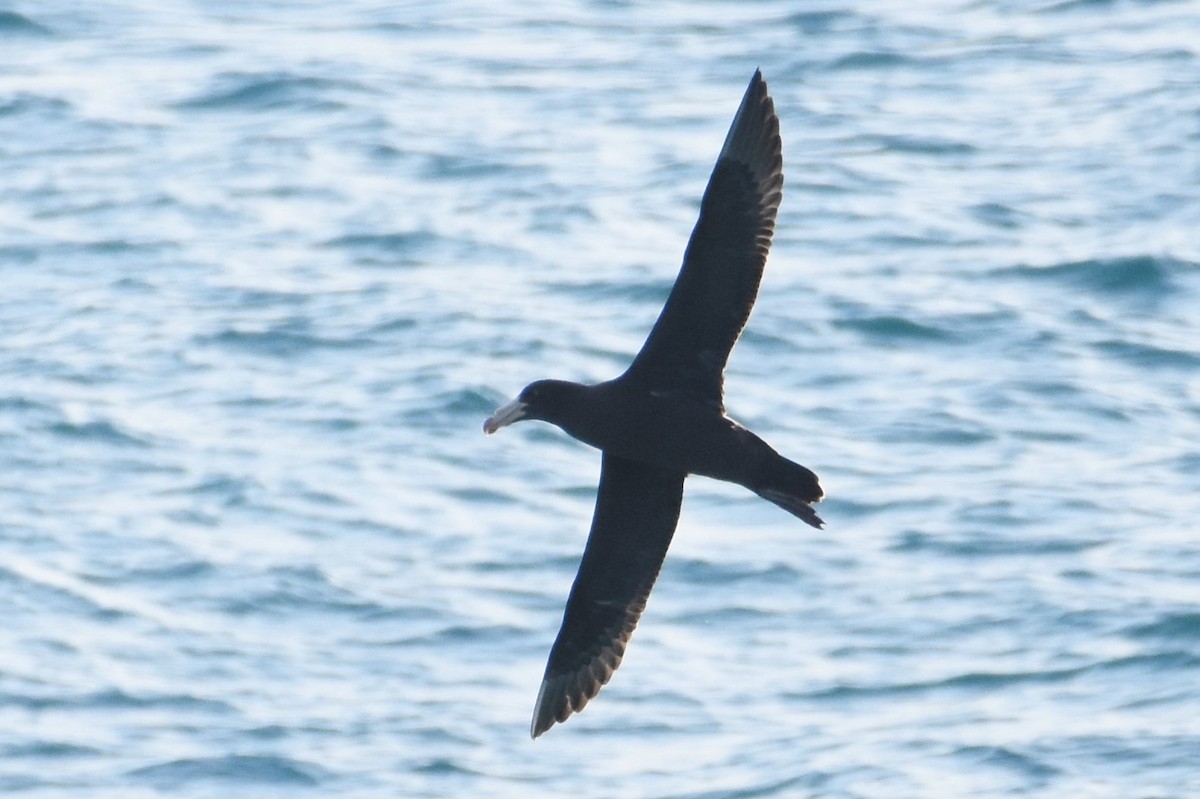 Northern Giant-Petrel - ML611185513