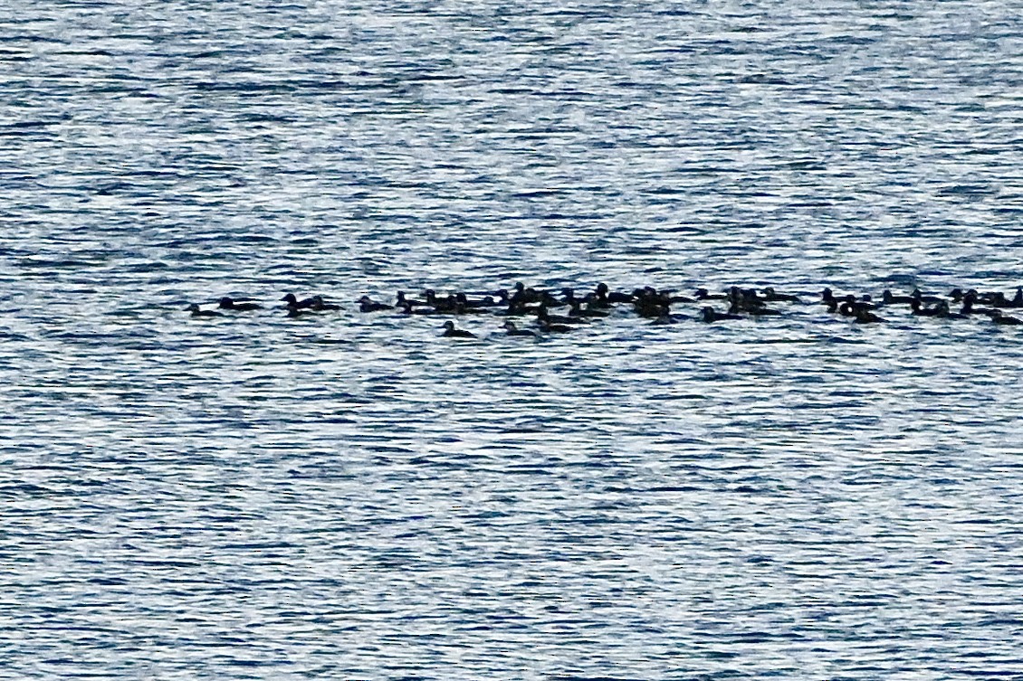 Black Scoter - Geoffrey Newell