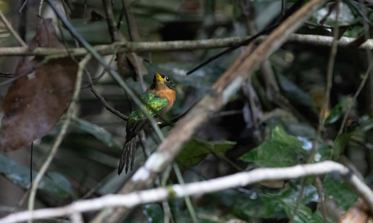 Jacamar à bec jaune (albirostris) - ML611185536