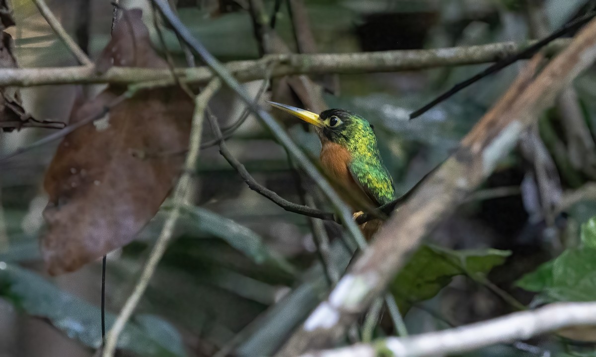 Yellow-billed Jacamar (Yellow-billed) - ML611185537