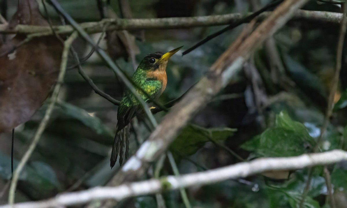 Yellow-billed Jacamar (Yellow-billed) - ML611185538