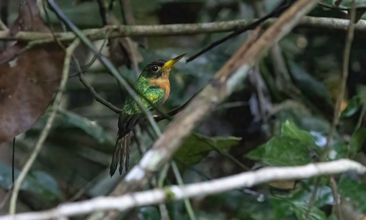 Yellow-billed Jacamar (Yellow-billed) - Paul Fenwick