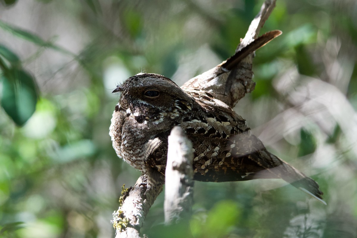 Rufous-cheeked Nightjar - ML611185558