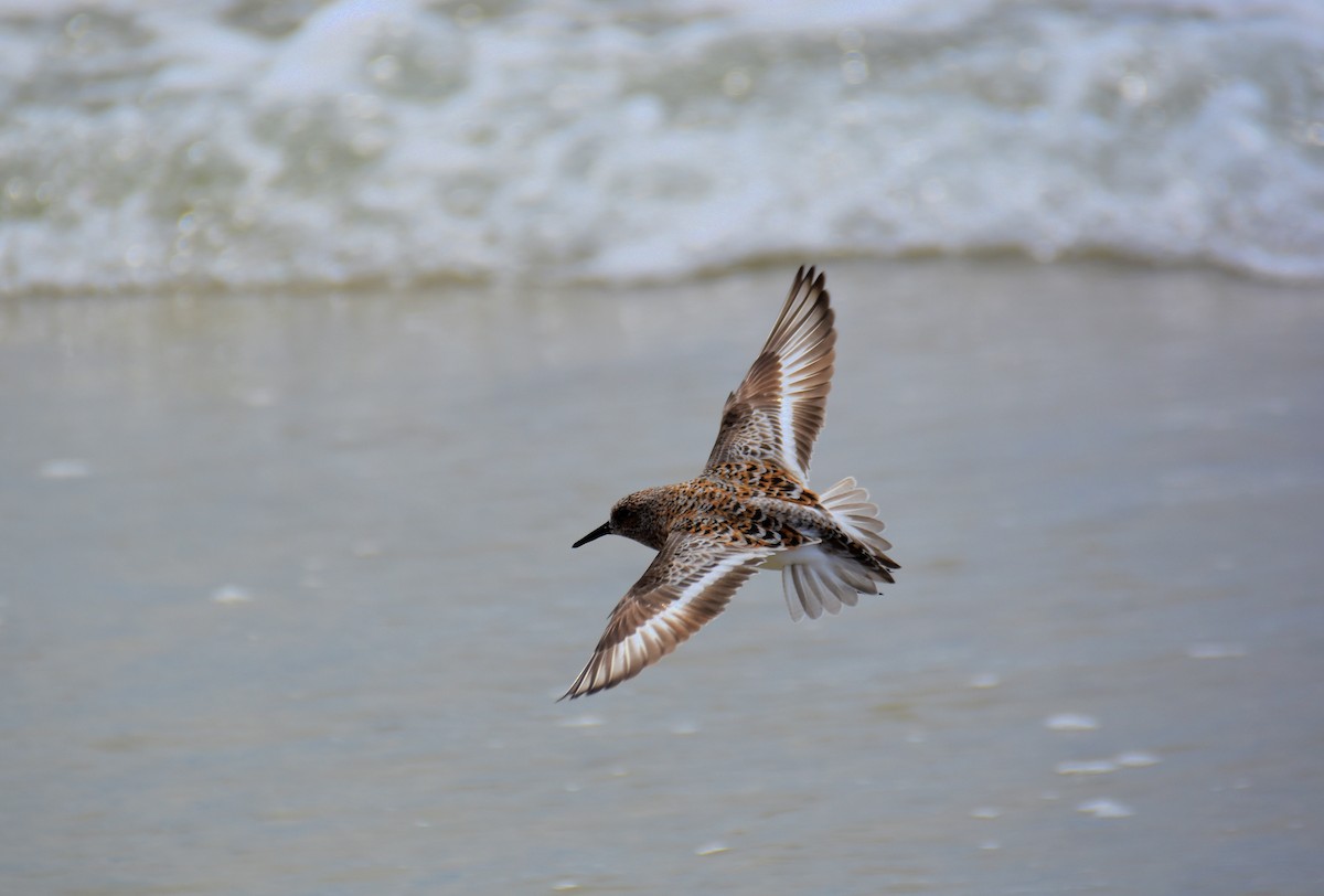 Bécasseau sanderling - ML611185631