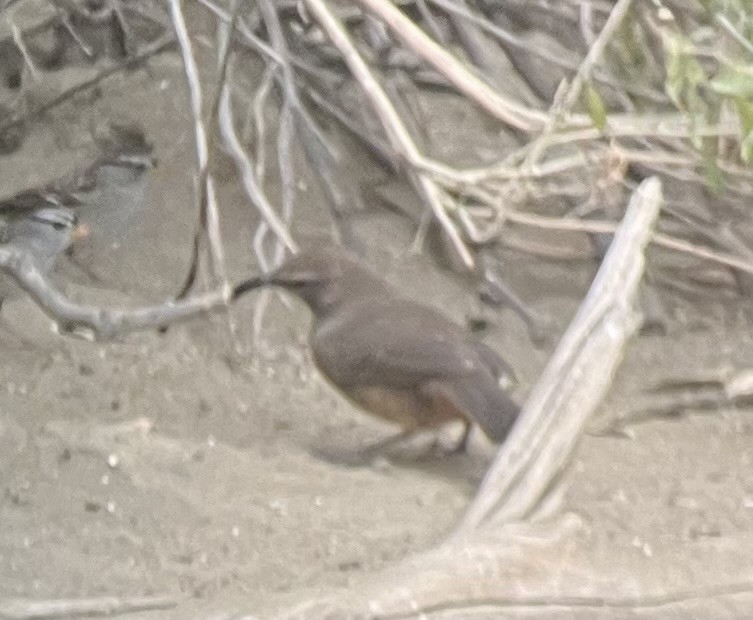 California Thrasher - ML611185695