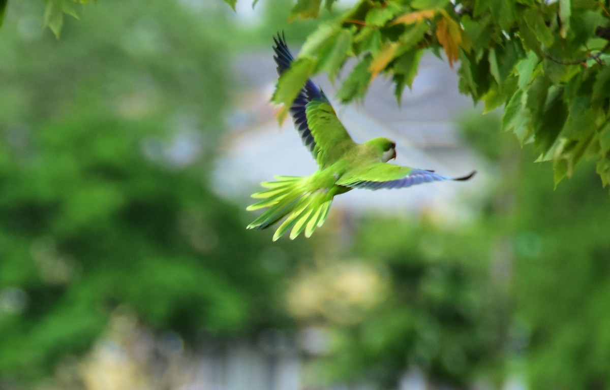 Monk Parakeet - ML611185801