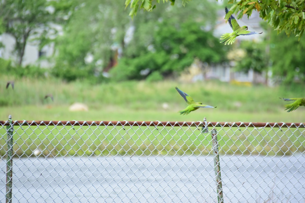 Monk Parakeet - ML611185802