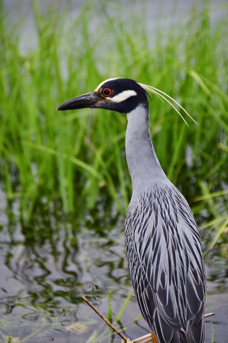 Yellow-crowned Night Heron - Chaiby Leiman