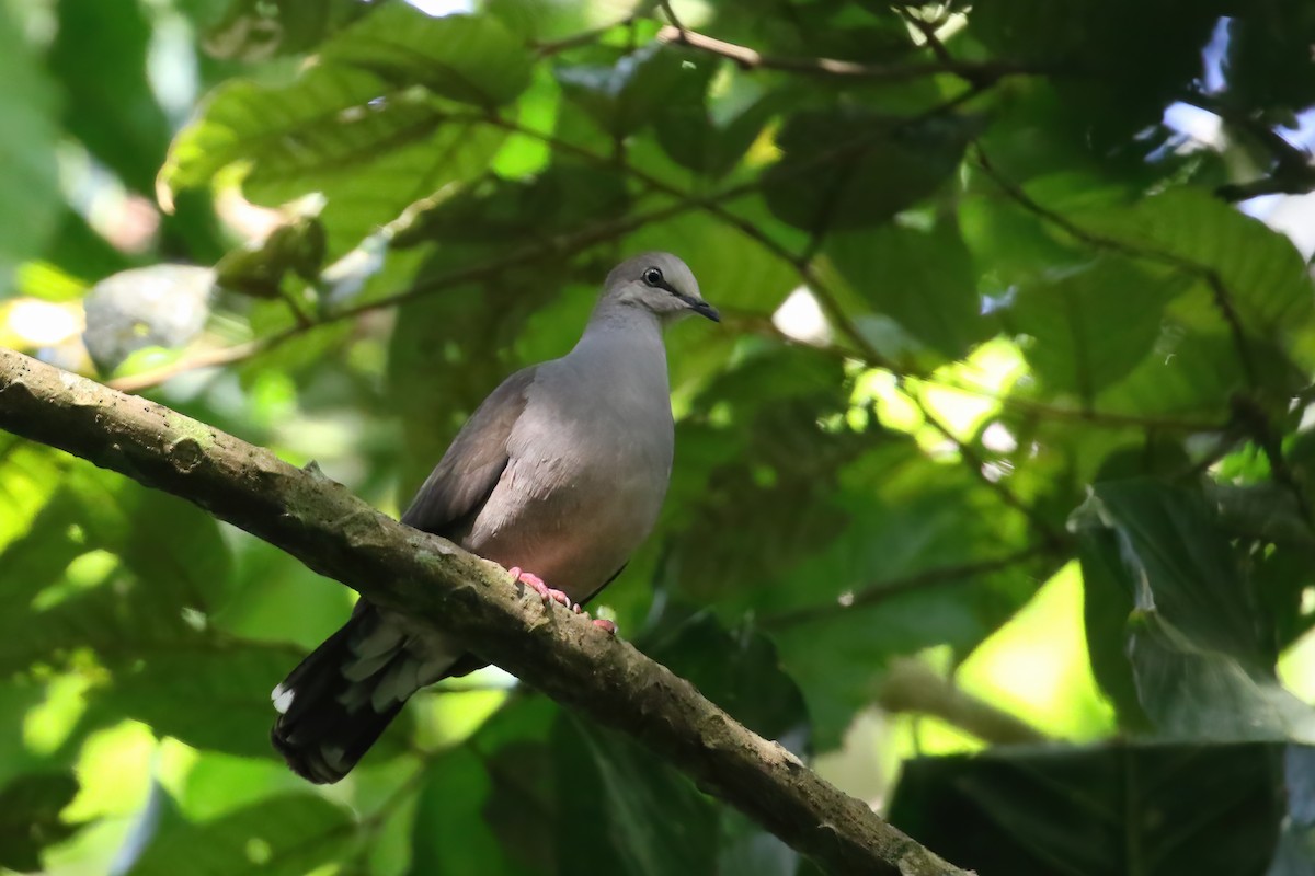 Gray-chested Dove (cassinii) - ML611185940