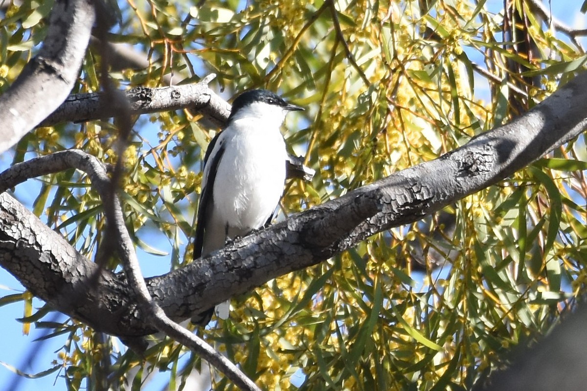 White-winged Triller - ML611185988