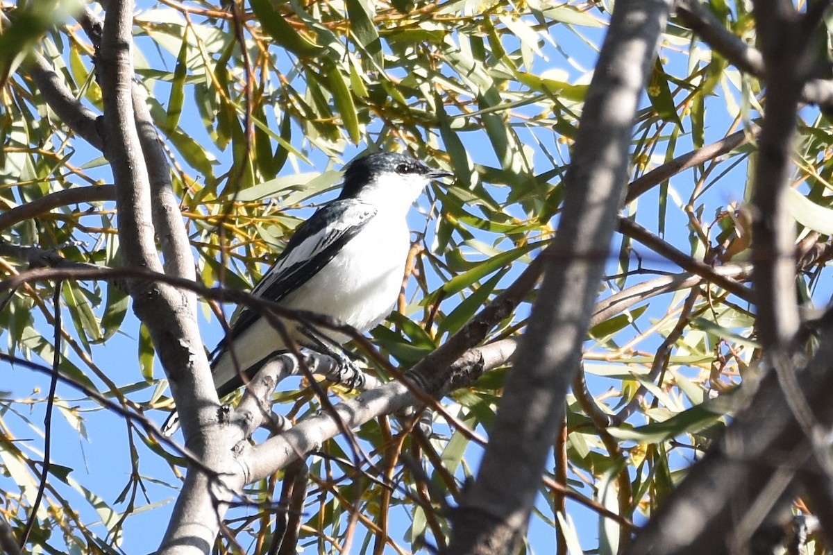 White-winged Triller - ML611185989