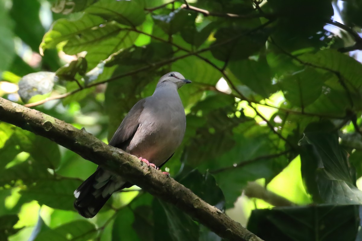 Gray-chested Dove (cassinii) - Greg Scyphers
