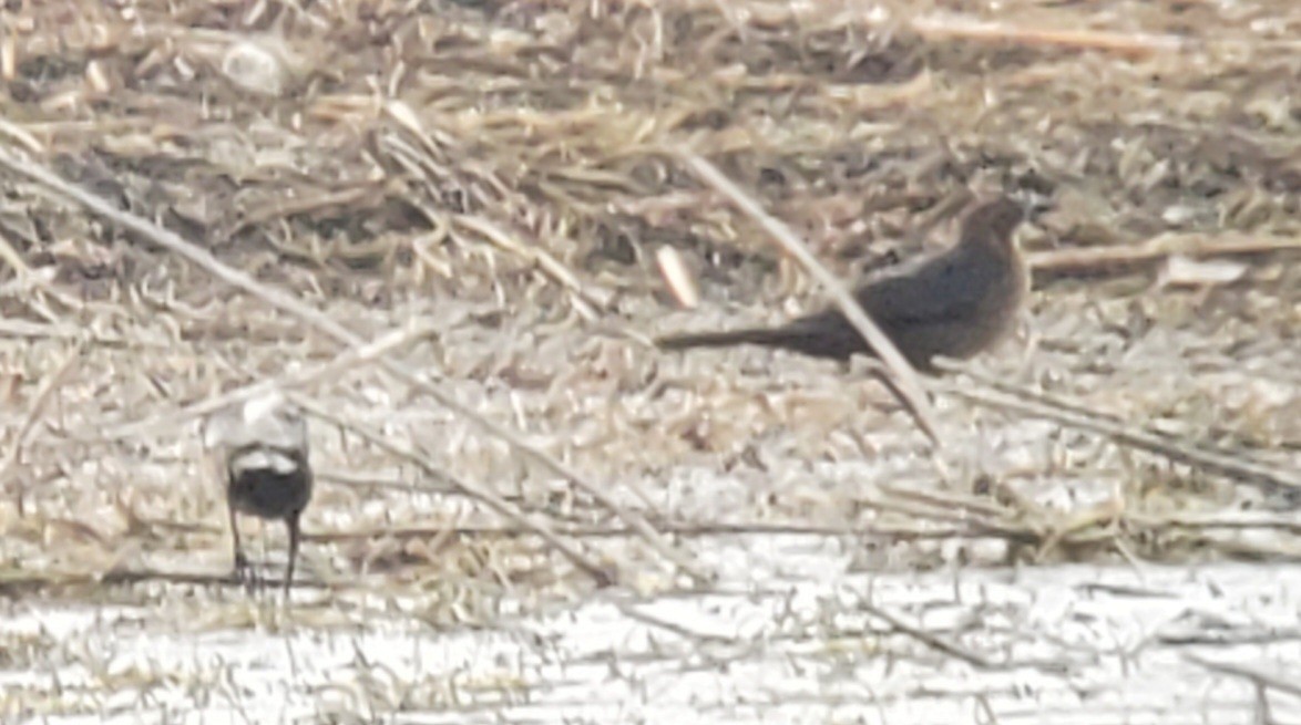 Great-tailed Grackle - Susan Hovde