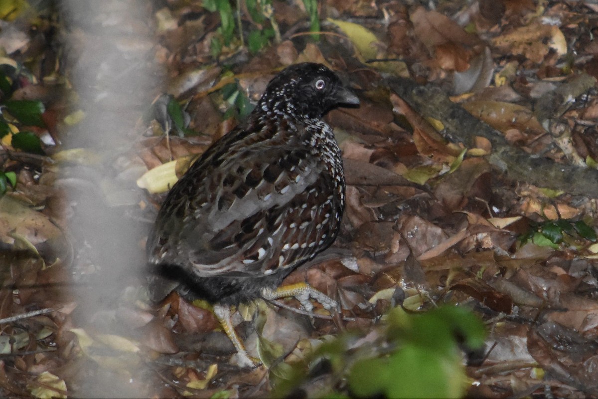 Black-breasted Buttonquail - Shinead Ashe
