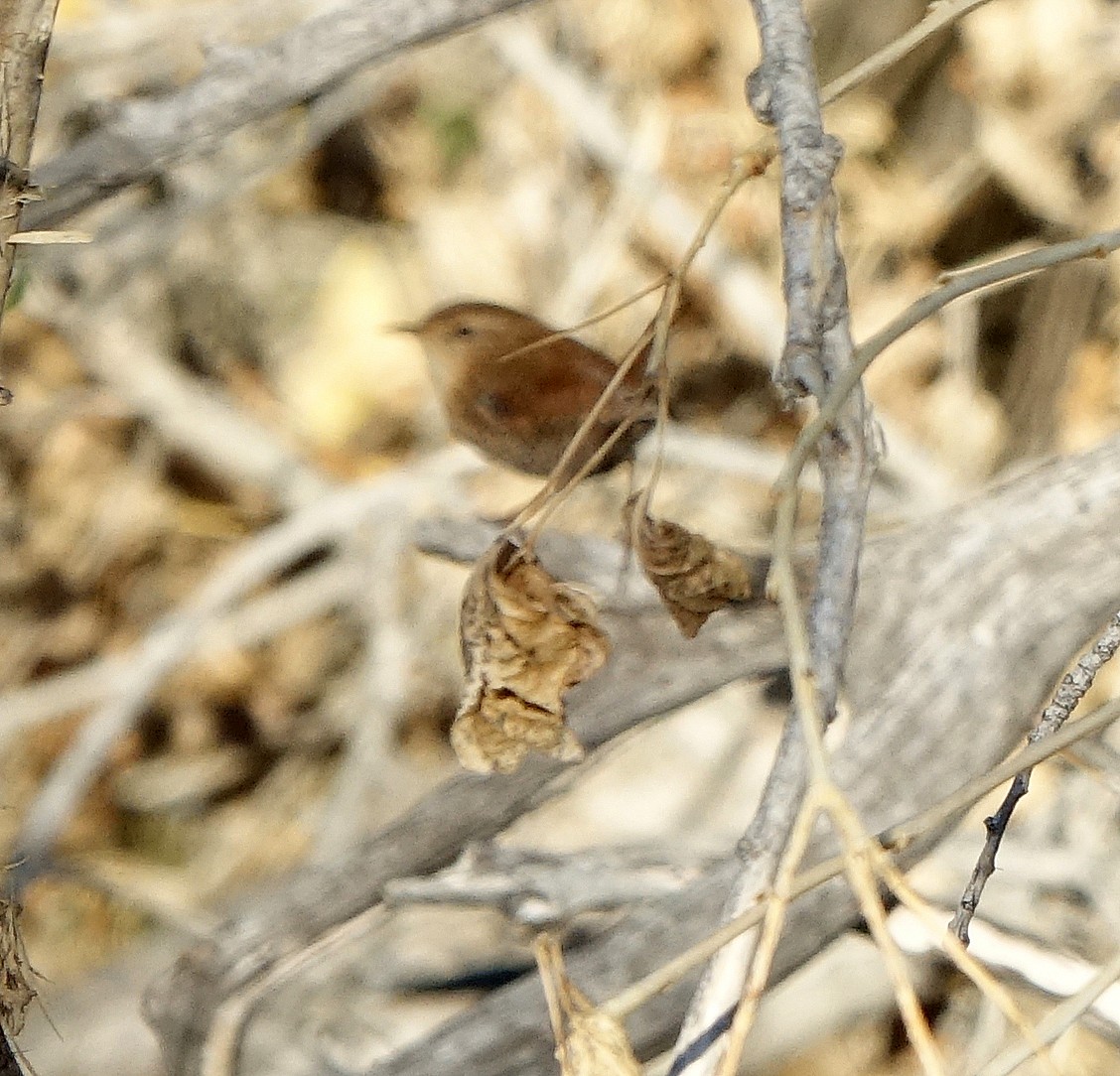 Winter Wren - ML611186073