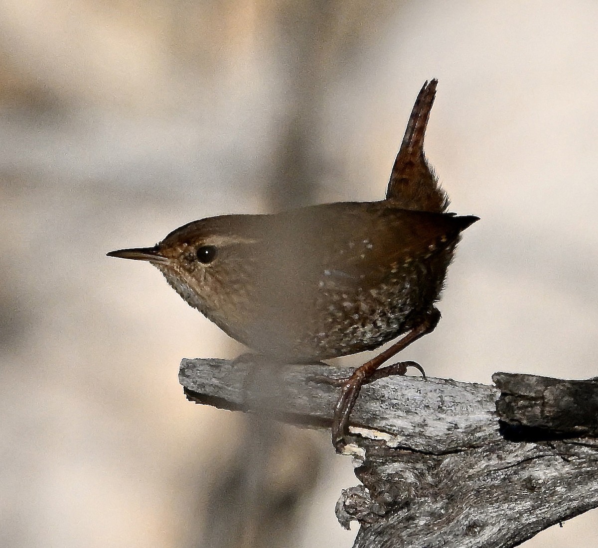 Winter Wren - ML611186144