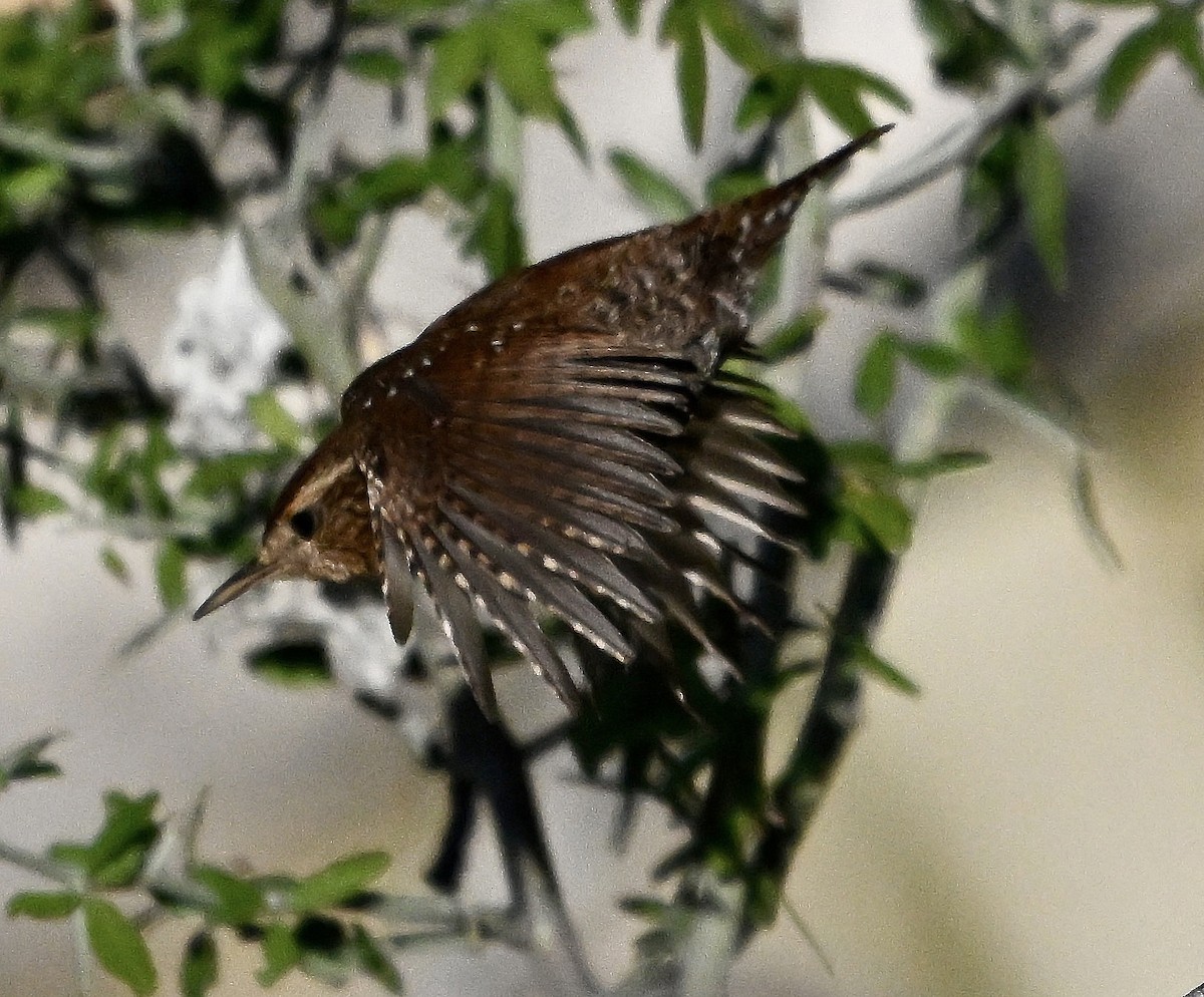 Winter Wren - ML611186145