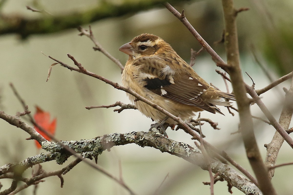 Rose-breasted Grosbeak - Jeremy Gatten