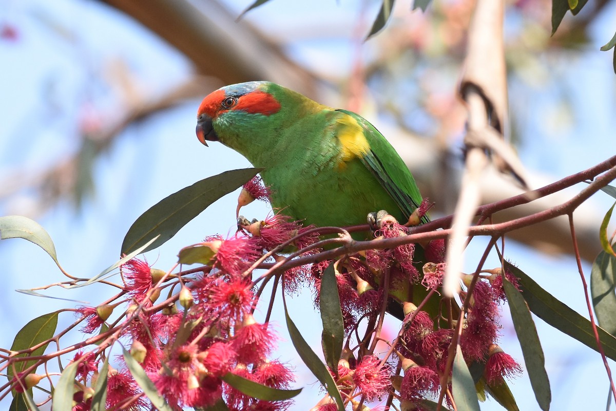 Musk Lorikeet - ML611186185