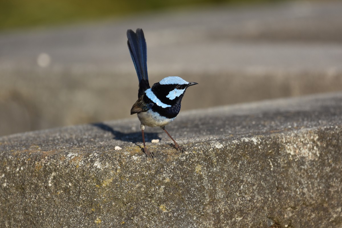 Superb Fairywren - ML611186218