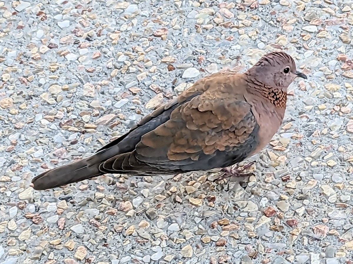 Laughing Dove - ML611186348