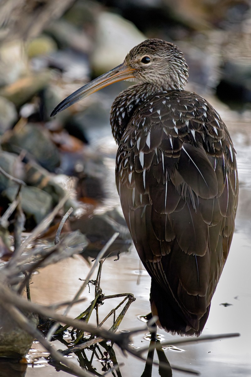 Limpkin - Bob Church